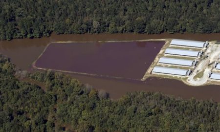 Hurricane Matthew Killed Millions of Farm Animals in North Carolina